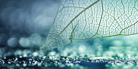 Decovery_Header_Transparency