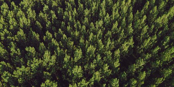 Circular Economy - Aerial view of a cottonwood