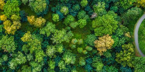 Green woods and trees arranged in a circle